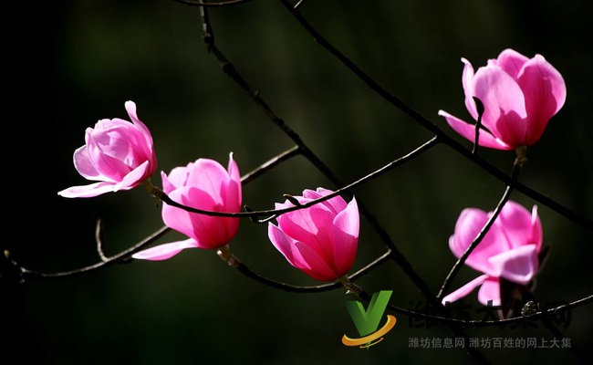 《本草綱目》中暗藏鼻炎克星,得了鼻炎怎么治?