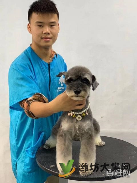 濰坊寵物美容培訓,哪里寵物美容學習好哪里學?