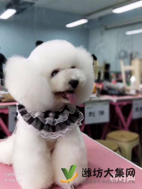 濰坊寵物美容學校培訓正規(guī)嗎|一諾寵物美容培訓學校