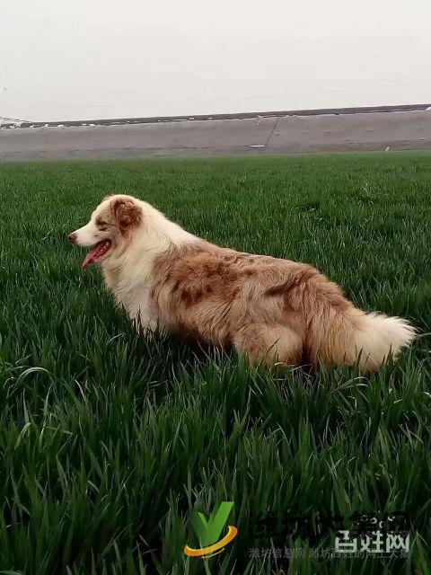 紅隕石邊牧對(duì)外借配