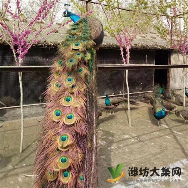 濰坊奎文黑天鵝可以人工養殖嗎