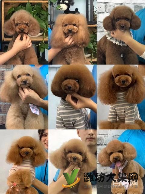 濰坊寵物美容培訓,哪里寵物美容學習好哪里學?