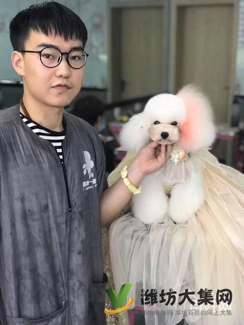 濰坊寵物美容培訓,哪里寵物美容學習好哪里學?