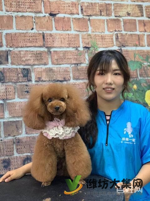 濰坊寵物美容培訓去哪好?去哪學寵物美容