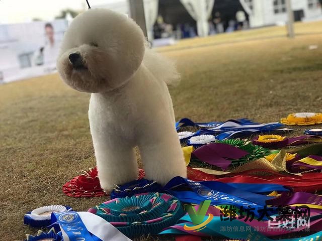 濰坊寵物美容護理學校? 一諾寵物美容師培訓