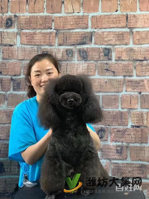 濰坊寵物美容護理學校? 一諾寵物美容師培訓