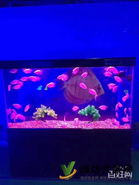 濰坊海洋展資源出租海洋館生物展企鵝海獅租賃