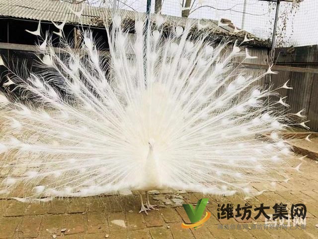 濰坊奎文黑天鵝可以人工養殖嗎