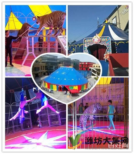 濰坊市 海洋生物魚缸展出租 企鵝展覽租賃