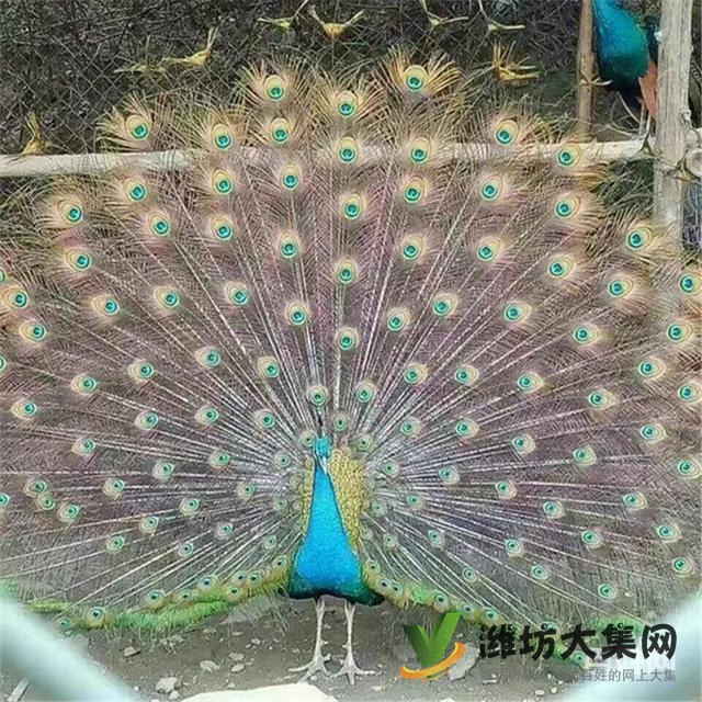 濰坊奎文黑天鵝可以人工養殖嗎