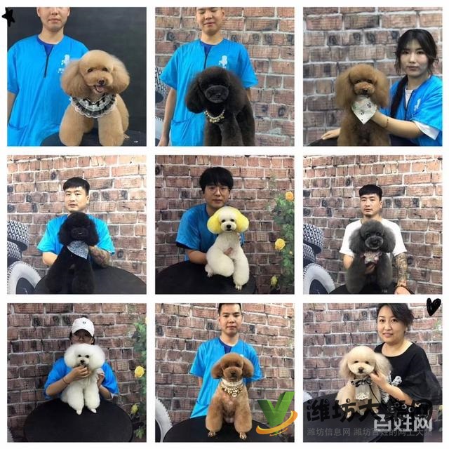 濰坊寵物美容護理學校? 一諾寵物美容師培訓