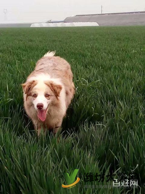 紅隕石邊牧對(duì)外借配