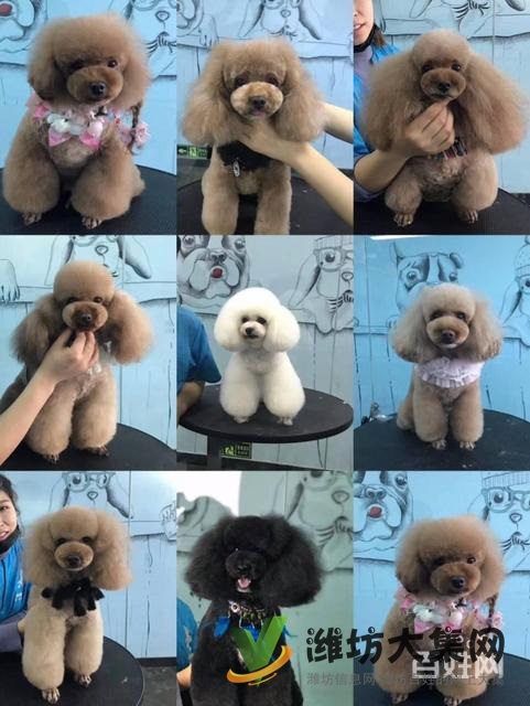 濰坊寵物美容學校培訓正規(guī)嗎|一諾寵物美容培訓學校