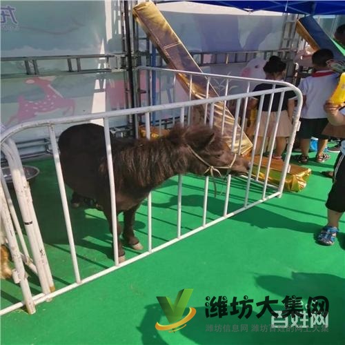 慶陽市哪家出租馬戲團表演價格行情