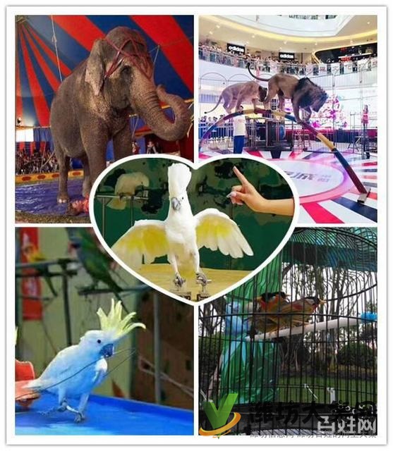 濰坊市 海洋生物魚缸展出租 企鵝展覽租賃