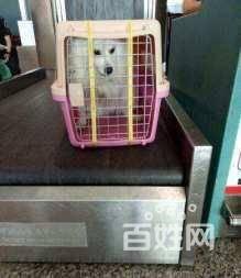 濰坊星寵快運-熱情打造寵物行業的順豐快遞