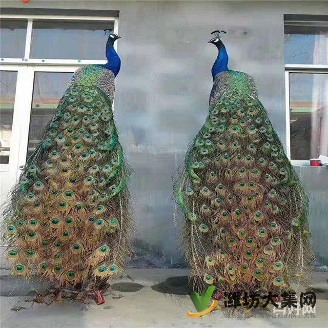 濰坊奎文孔雀養(yǎng)殖