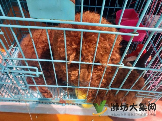 濰坊 國內(nèi)國際寵物托運(yùn)公司 需要多少錢