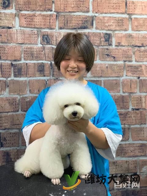 濰坊寵物美容培訓,哪里寵物美容學習好哪里學?