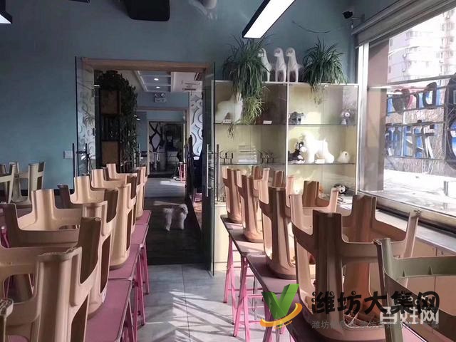 濰坊寵物美容學校培訓正規(guī)嗎|一諾寵物美容培訓學校