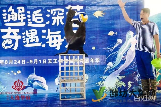 濰坊海洋展資源出租海洋館生物展企鵝海獅租賃