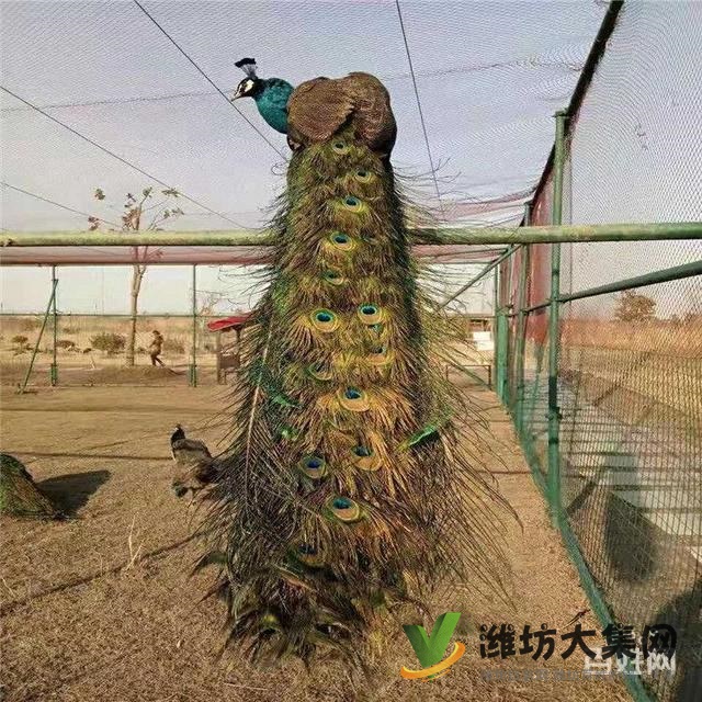 濰坊奎文孔雀養(yǎng)殖