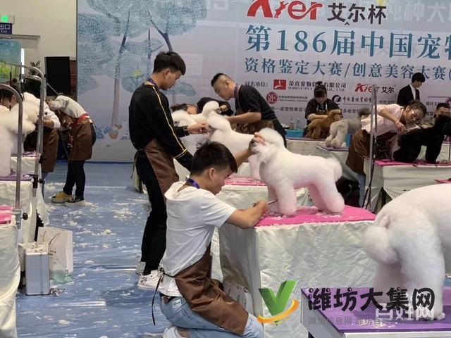 濰坊寵物美容護理學校? 一諾寵物美容師培訓