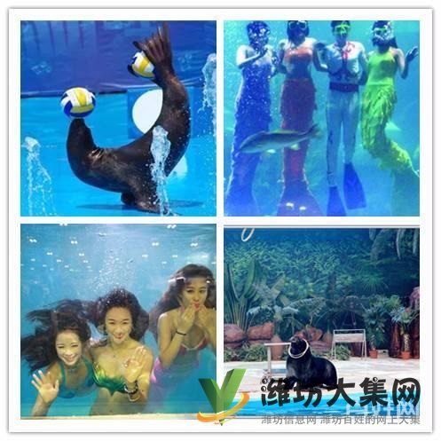 美人魚魚缸表演出租 大安海獅表演出租