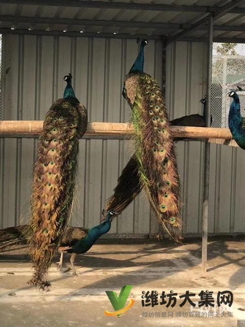 濰坊奎文孔雀養(yǎng)殖