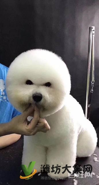 濰坊寵物美容學校培訓正規(guī)嗎|一諾寵物美容培訓學校