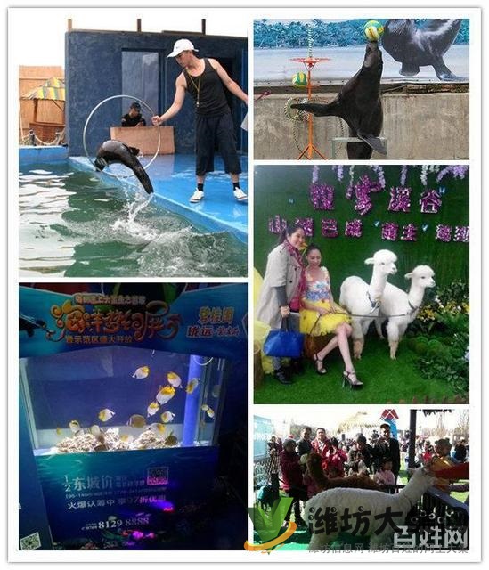 濰坊市 海洋生物魚缸展出租 企鵝展覽租賃