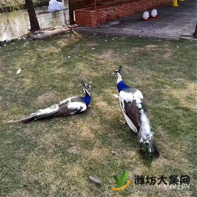 濰坊奎文黑天鵝可以人工養殖嗎