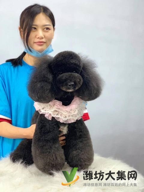 濰坊寵物美容護理學校? 一諾寵物美容師培訓