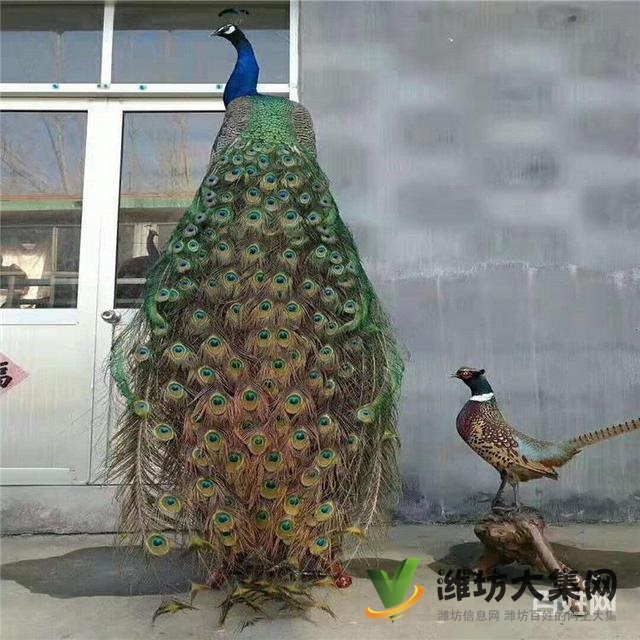 濰坊奎文孔雀養(yǎng)殖