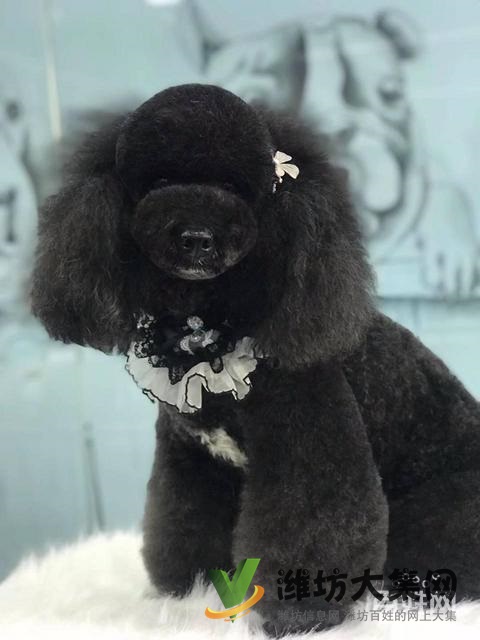 濰坊寵物美容培訓,哪里寵物美容學習好哪里學?