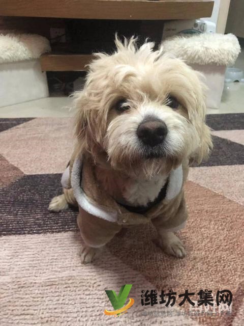 濰坊舒寵快運寵物托運聯合運輸、多種方式供您選擇