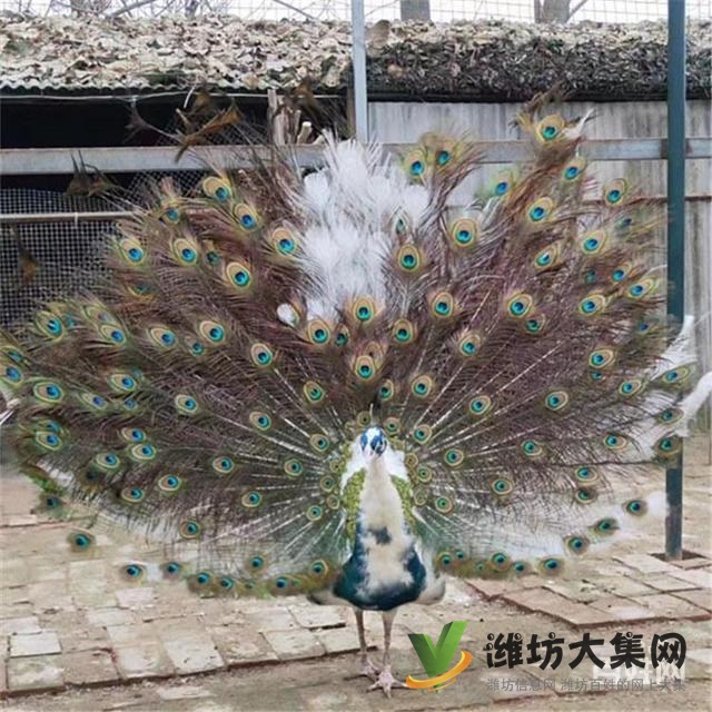 濰坊奎文黑天鵝可以人工養殖嗎