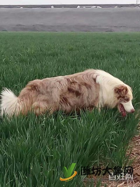 紅隕石邊牧對(duì)外借配