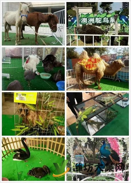 濰坊市萌寵動物 馬戲團表演租賃
