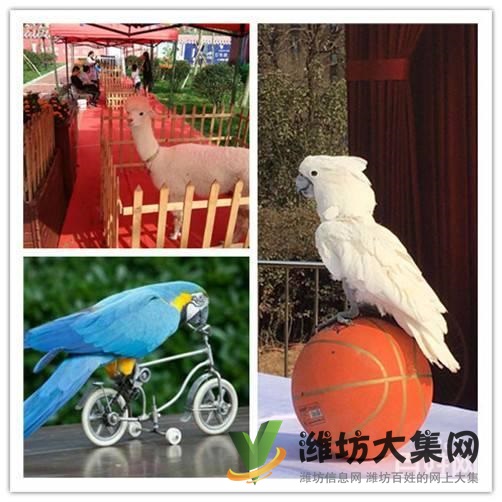 諸城市百鳥展 萌寵展羊駝租賃