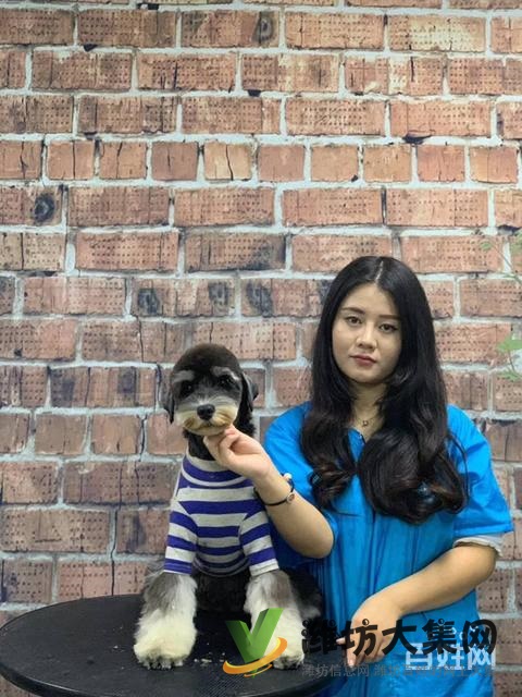 濰坊寵物美容學校培訓正規(guī)嗎|一諾寵物美容培訓學校