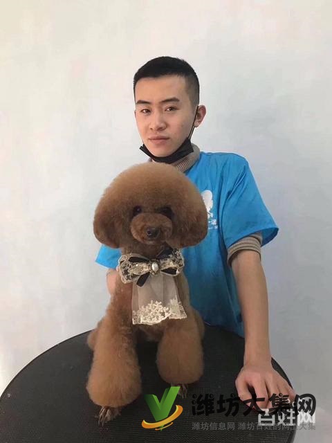 濰坊寵物美容學校培訓正規(guī)嗎|一諾寵物美容培訓學校