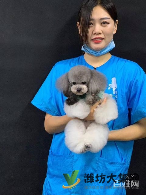 濰坊寵物美容培訓去哪好?去哪學寵物美容