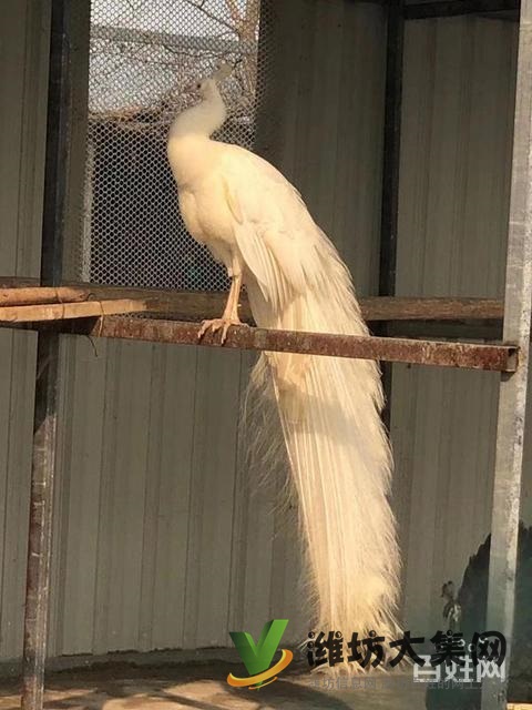 濰坊奎文孔雀養(yǎng)殖