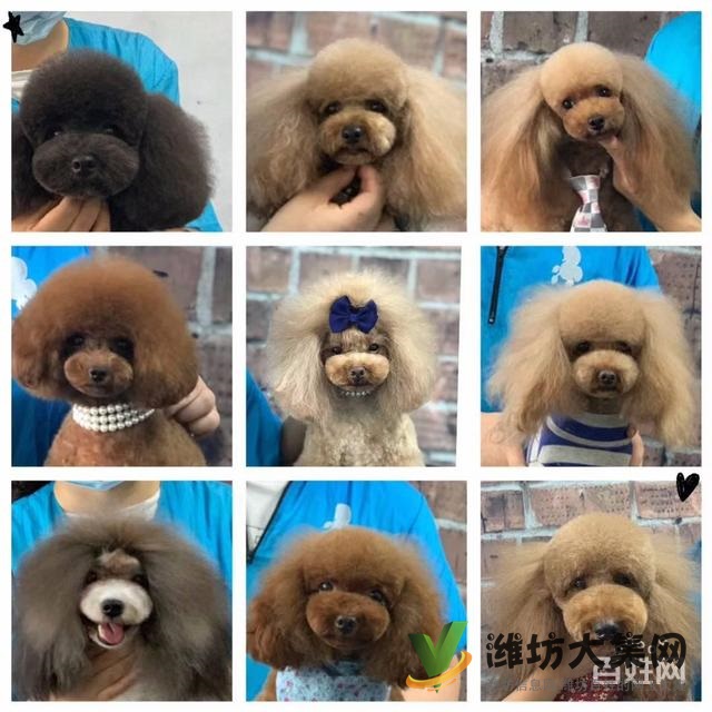 濰坊寵物美容護理學校? 一諾寵物美容師培訓