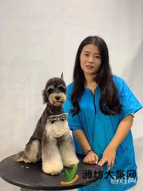 濰坊寵物美容培訓,哪里寵物美容學習好哪里學?