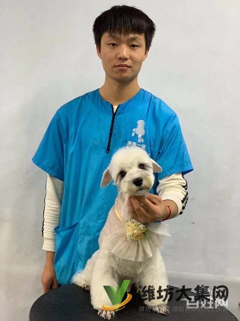 濰坊寵物美容學校培訓正規(guī)嗎|一諾寵物美容培訓學校