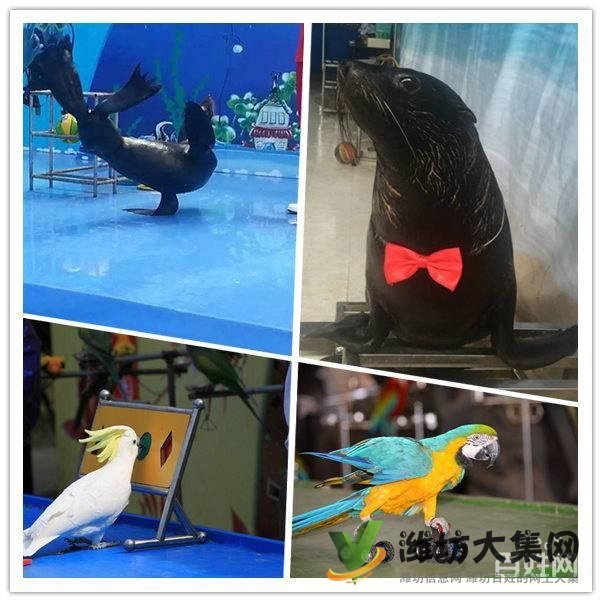 諸城市鸚鵡表演 海洋魚缸展出租