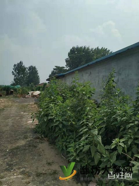 (快租免費尋址)濰城友愛路古亭街廠房出租