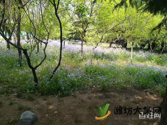 拎包入住 實(shí)驗(yàn)三小近 江山一品 家具家電齊全